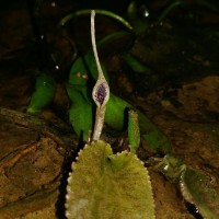 Cryptocoryne thwaitesii Schott